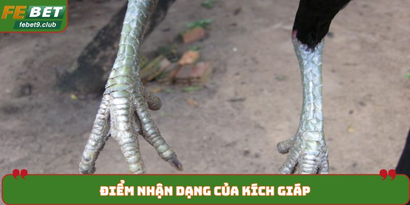 Điểm nhận dạng của kích giáp