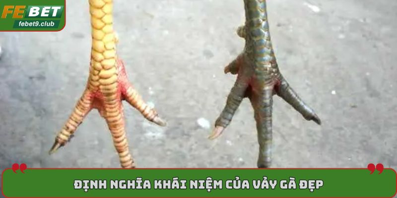 Định nghĩa khái niệm của vảy gà đẹp