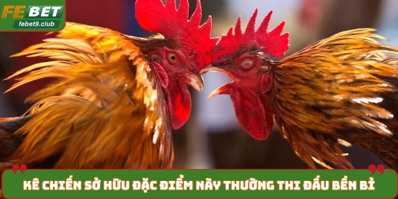Kê chiến sở hữu đặc điểm này thường thi đấu bền bỉ