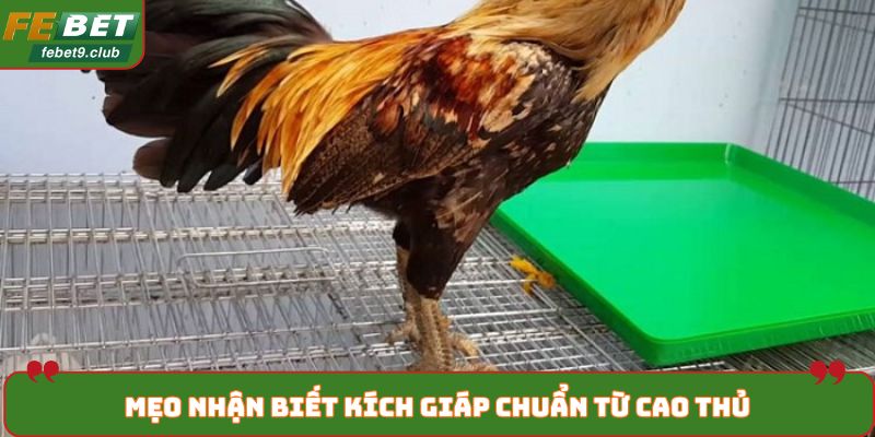 Mẹo nhận biết kích giáp chuẩn từ cao thủ