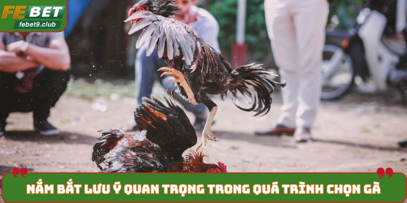Nắm bắt lưu ý quan trọng trong quá trình chọn gà
