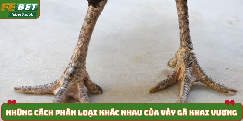 Những cách phân loại khác nhau của vảy gà khai vương