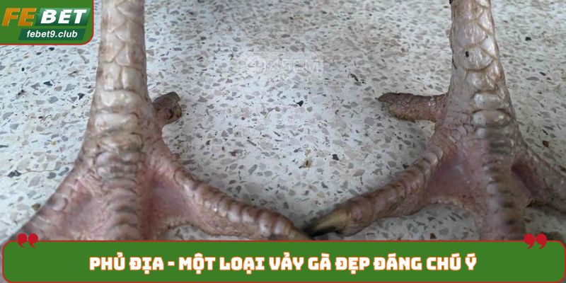 Phủ địa -  Một loại vảy gà đẹp đáng chú ý