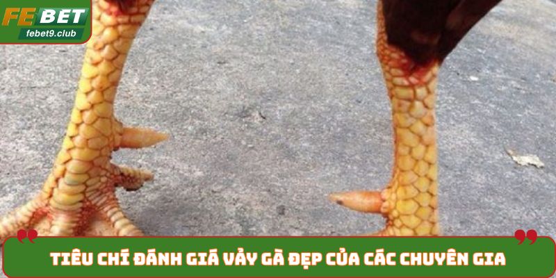 Tiêu chí đánh giá vảy gà đẹp của các chuyên gia