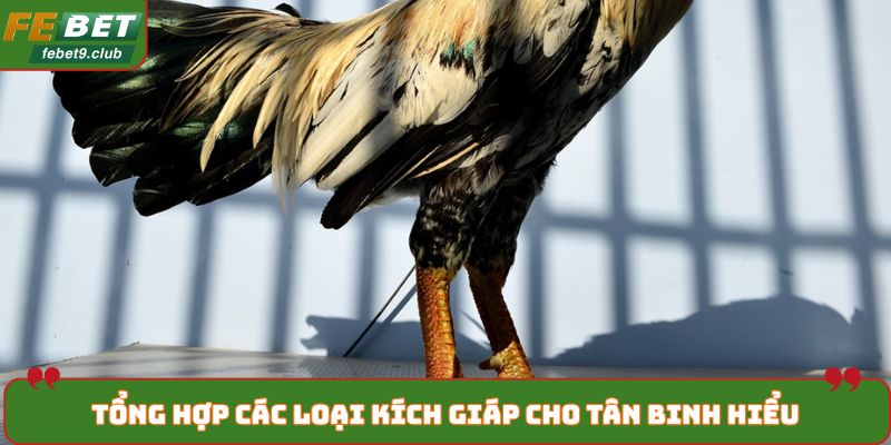 Tổng hợp các loại kích giáp cho tân binh hiểu