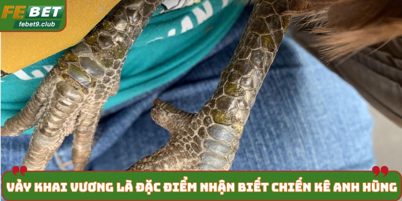 Vảy khai vương là đặc điểm nhận biết chiến kê anh hùng