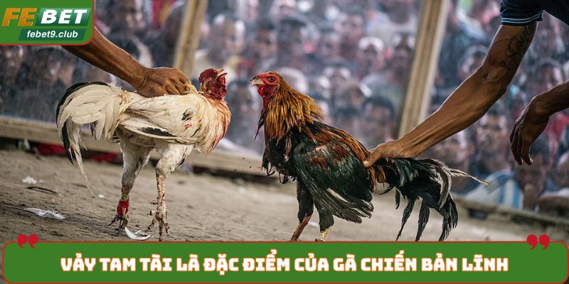 Vảy tam tài là đặc điểm của gà chiến bản lĩnh